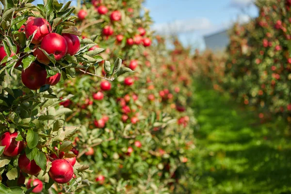 depositphotos_220507144-stock-photo-shiny-delicious-apples-hanging-tree